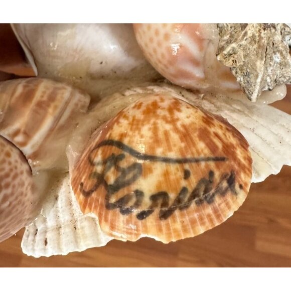 Handmade Shell Frog Figurine With Googly Eyes & Stick Sea Shells StarFish Beach - Picture 12 of 12